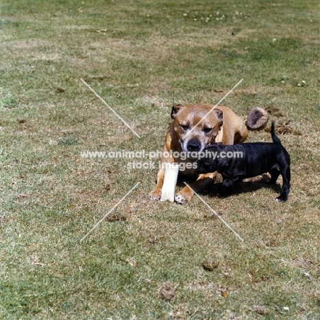  toby and his pup, staffordshire bull terriers with a toy