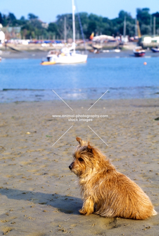 norfolk terrier with ears flying in the wind