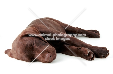 brown labrador retriever pup lying down