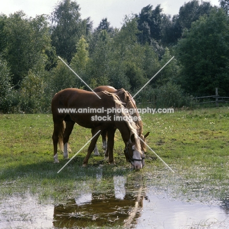 two Frederiksborg stallions grazing and drinking