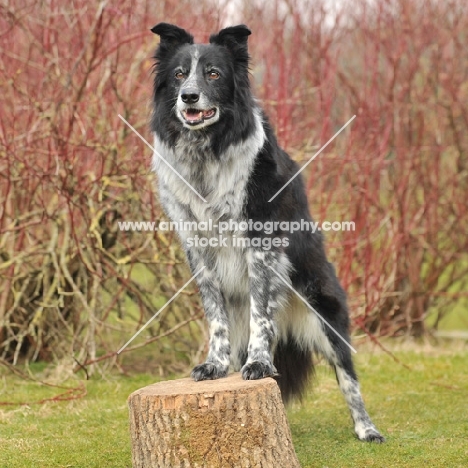 Border Collie standing on tree stump