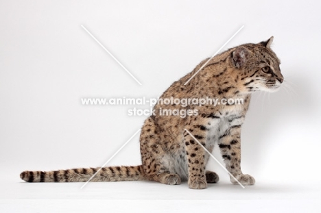 female Brown Spotted Tabby Geoffroy's Cat, sitting down