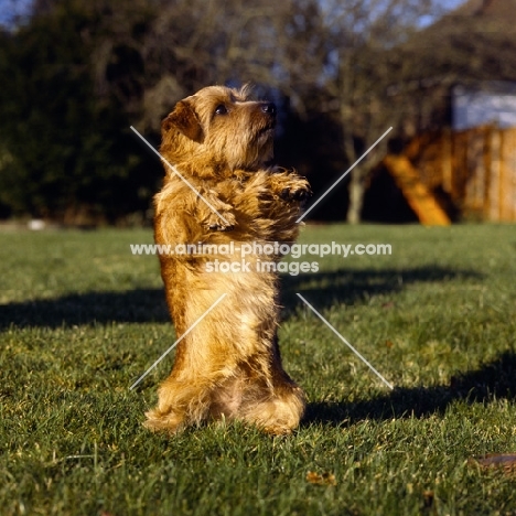 champion norfolk terrier begging