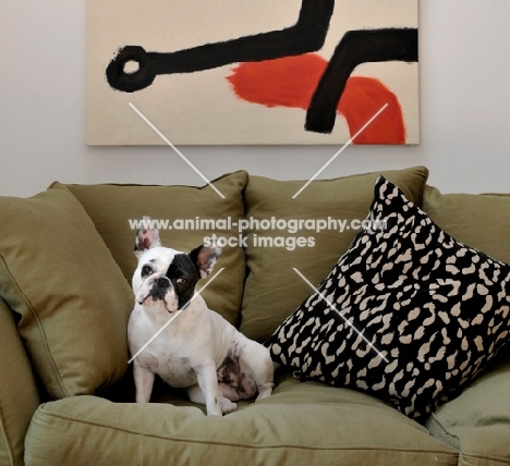 French Bulldog sitting on sofa