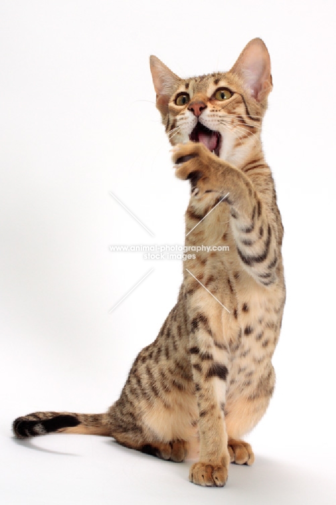 Savannah cat looking amazed