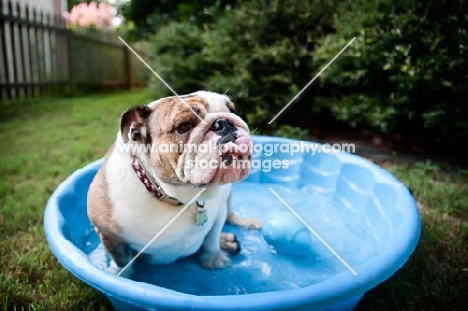 english bulldog in wading pool