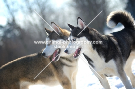 Two siberian huskies standing in a snow environment