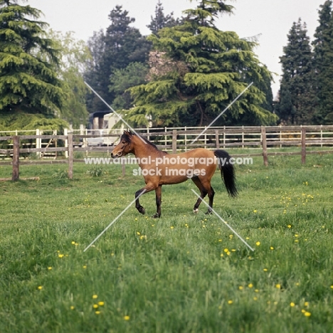 Caspian Pony, Moroun in field