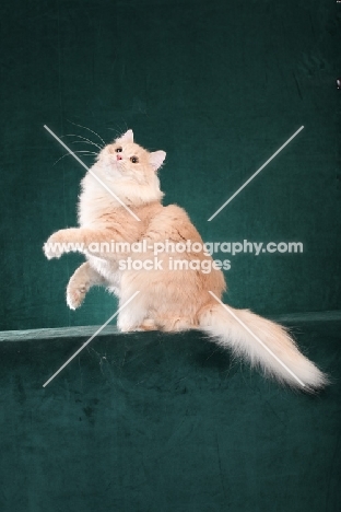 Siberian cat, looking up