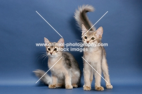 two blue Somali kittens on blue background