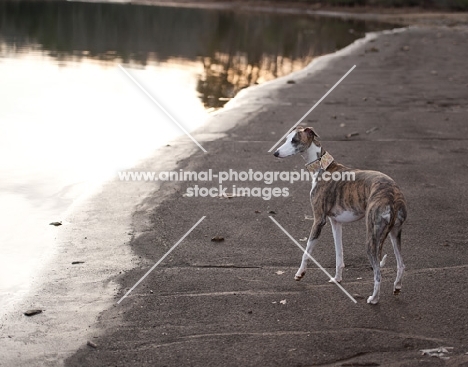 Whippet lookinh at water