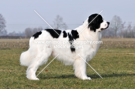 Newfoundland, also known as Landseer European Continental Type (E.C.T.)