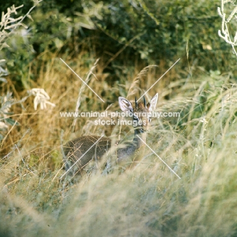 dik-dik in long grass samburu np