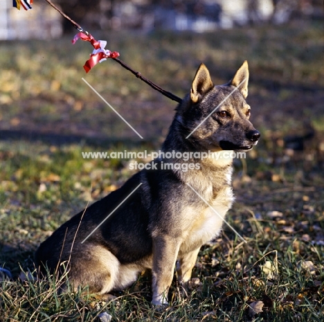 swedish vallhund in sweden looking eager