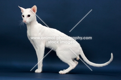white Oriental Shorthair side view on blue background