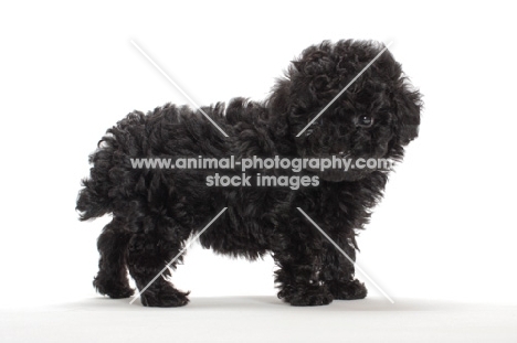 Toy Poodle puppy on white background