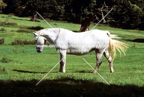 connemara mare swishing her tail