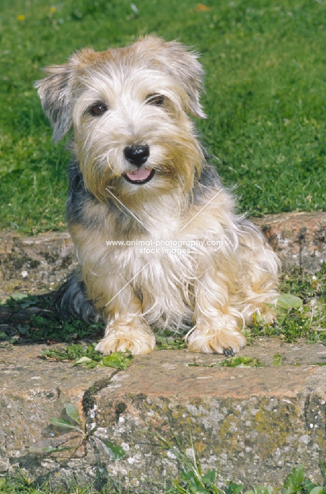 lucas terrier on stone