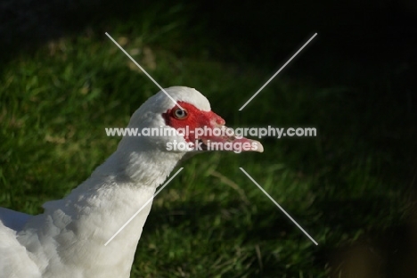 Muscovy duck profile