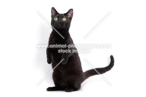 black shorthaired Munchkin on hind legs