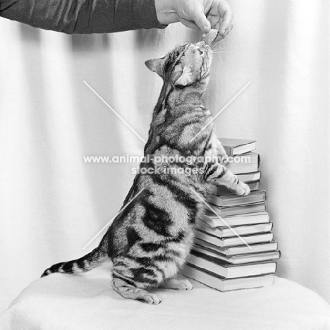 tabby cat standing up showing markings