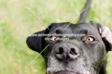 black Labrador Retriever begging