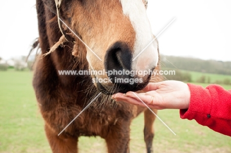 Horse sniffing owner's hand