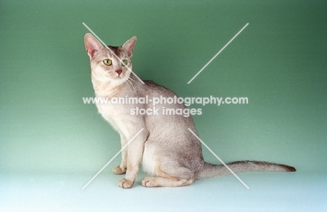 sorrel silver Abyssinian in studio