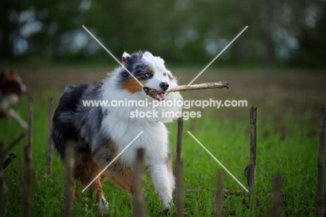 blue merle australian shepherd running ina field with a stick in her mouth