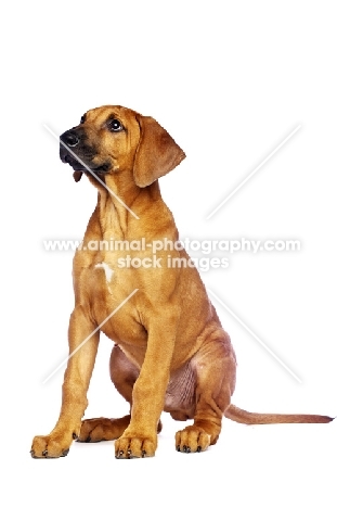 Rhodesian Ridgeback puppy sitting on white background