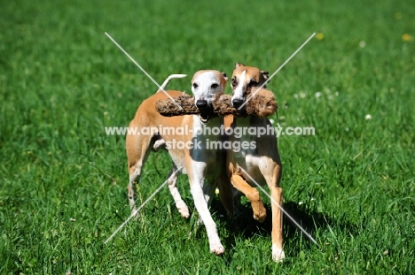 two Whippets playing together