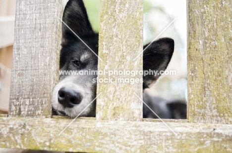 Husky Crossbreed waiting behind fence
