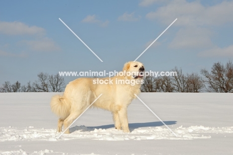 Polish Tatra Sheepdog (aka Owczarek Podhalanski) standing in field, wintery scene
