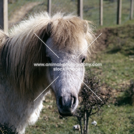 portrait of shetland pony