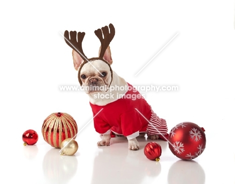 white dog with Christmas antlers and baubles