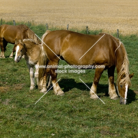 schleswig mare grazing with her  foal 