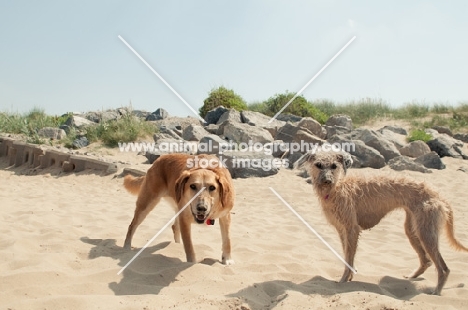 two mongrel dogs standing on beach