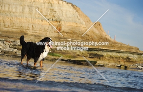 Bernese Mountain Dog on coast