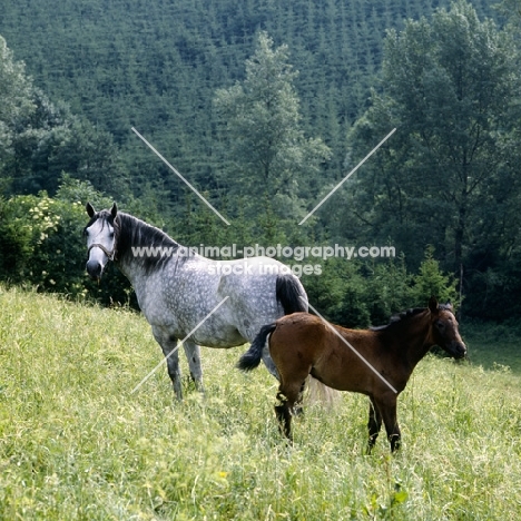 lipizzaner mare and foal at piber