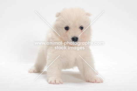 Samoyed puppy, looking towards camera