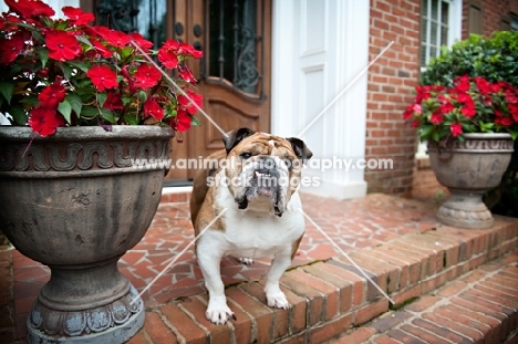 english bulldog standing next to flower pot