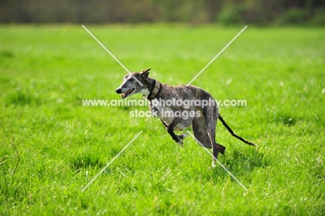 Spanish Galgo (Galgo Espanol) running in field