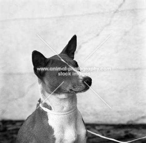 basenji head portrait