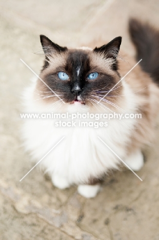 Ragdoll looking at camera