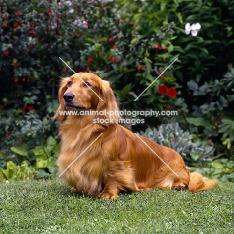 long haired dachshund sitting on grass