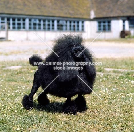 black toy poodle in show clip from springett kennels