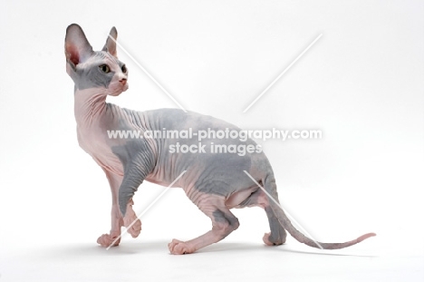Sphynx cat, blue tortie & white colour, looking back