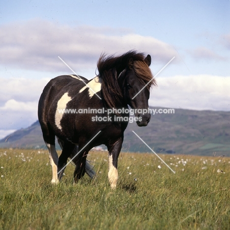 Iceland Horse walking to camera at Olafsvellir