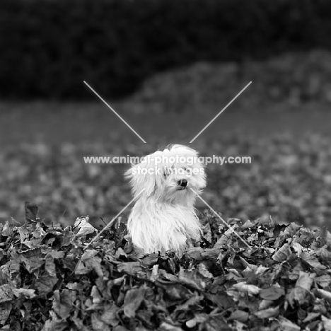 vicbrita petit point, maltese puppy in a pile of leaves
