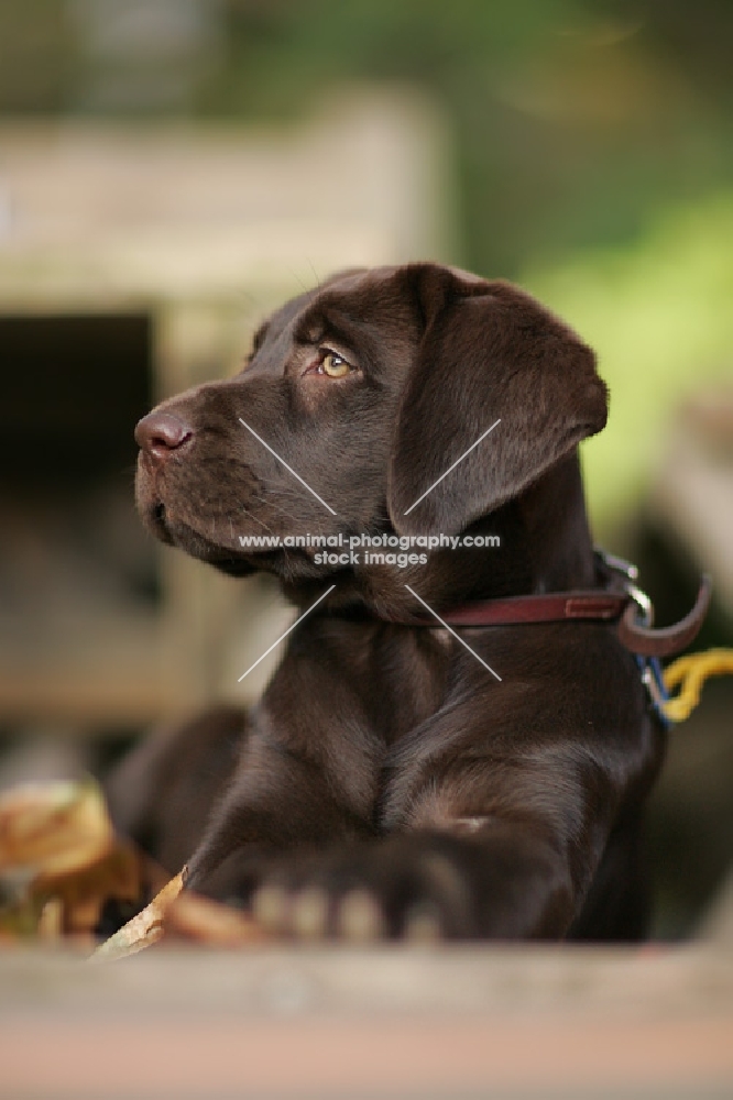 young chocolate labrador lying down